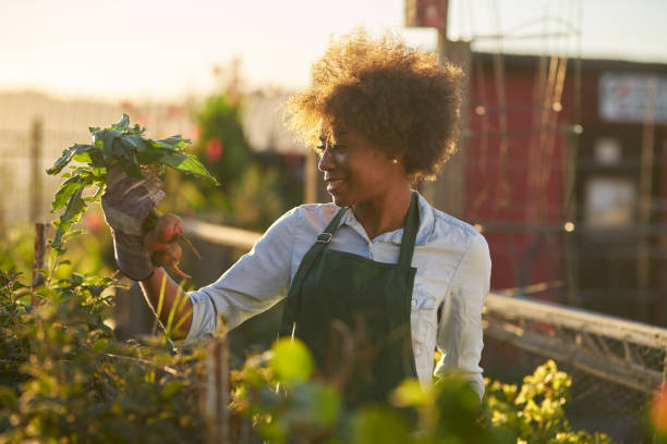 istock young woman looking at freshly picked golden beets 934921312