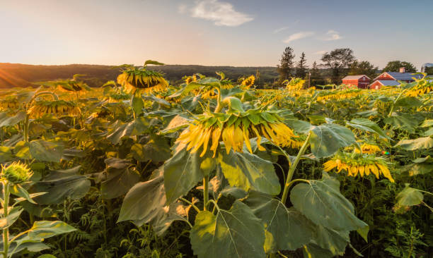 istock Sunflower field on a sunny summer afternoon as the sun sets 934922532