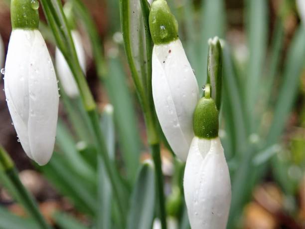 istock Garden snowdrops flowers 934922572