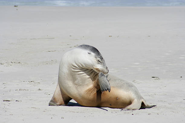 istock Sea lion, Kangaroo Island, South Australia 93493214