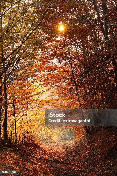 Herbst Wald Stockfoto und mehr Bilder von Abschied - Abschied, Ahorn, Ast - Pflanzenbestandteil