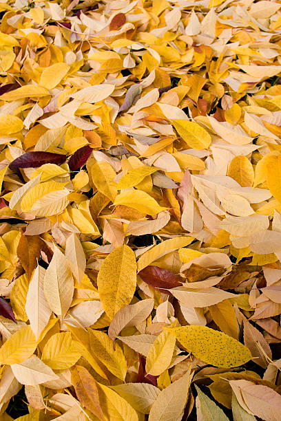 Yellow Fall Leaves stock photo