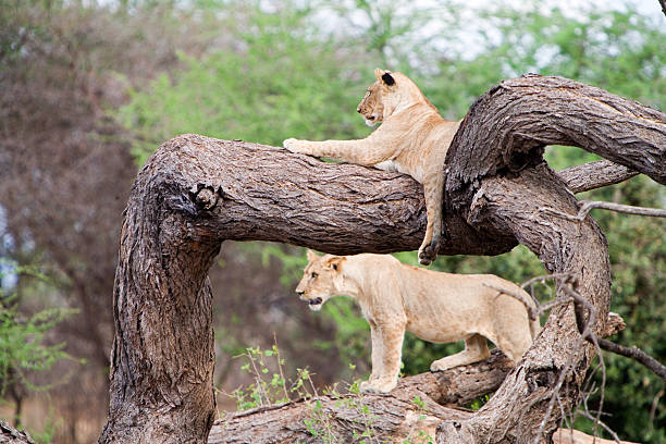 istock Lion in Africa 93493651