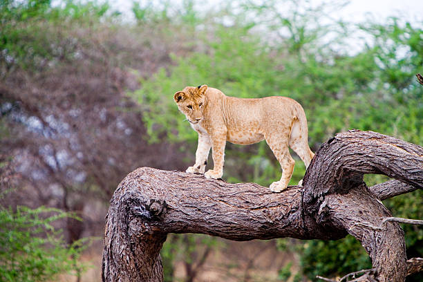 istock Lion in Africa 93493653