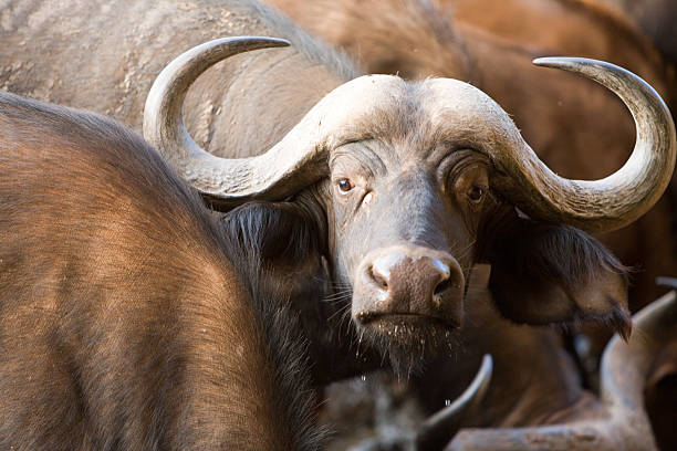 istock Buffalo in Africa 93493698
