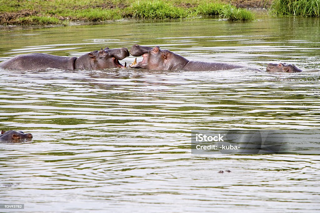 Hippo in Afrika - Lizenzfrei Afrika Stock-Foto