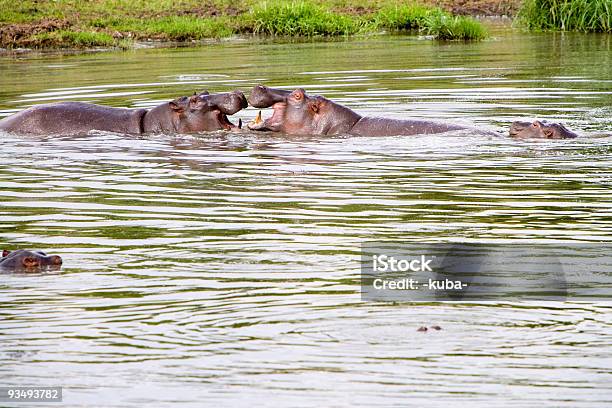 Hippo In Afrika Stockfoto und mehr Bilder von Afrika - Afrika, Farbbild, Fluss