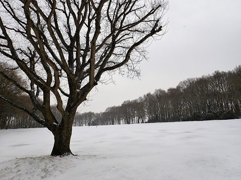 Photo taken on Chorleywood Common, Hertfordshire, England, UK