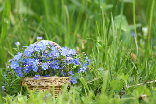 cesto di fiori primaverili selvatici di forget-me-not - anemone flower wood anemone windflower flower foto e immagini stock