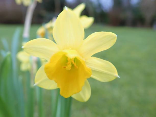 istock Spring yellow daffodil flower head macro photo 934944506