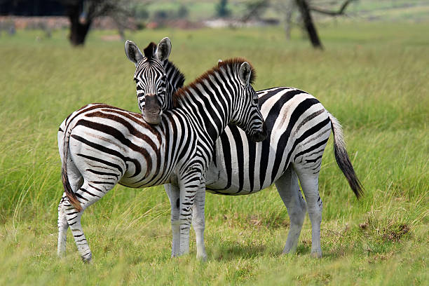 istock Burchell's zebras in love 93494456
