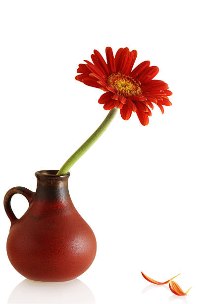 istock gerber in a vase and couple single petals 93494514