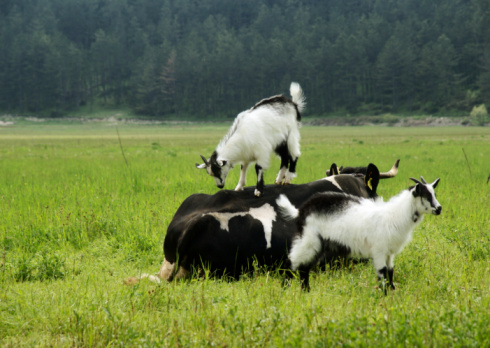 Goats are posing in a village in the Kaz Mountains (Ida Mount).