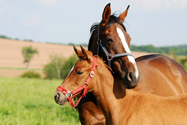mother's love  mare stock pictures, royalty-free photos & images