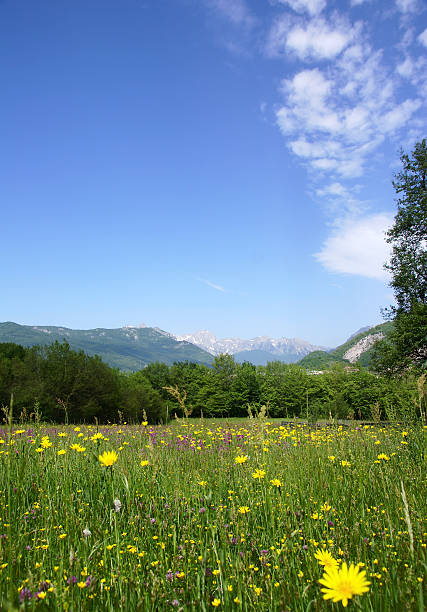 istock tranquil rural scene with a meadow, forest and mountains 93494648