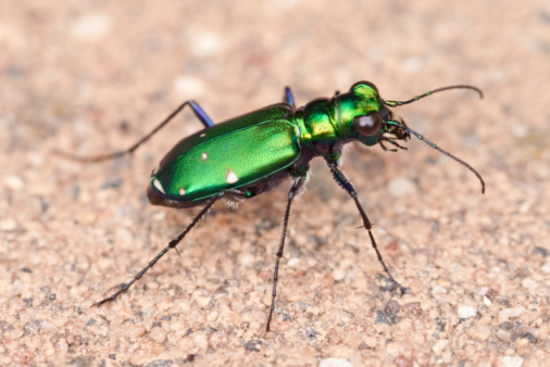 Close-up Ground Beetle