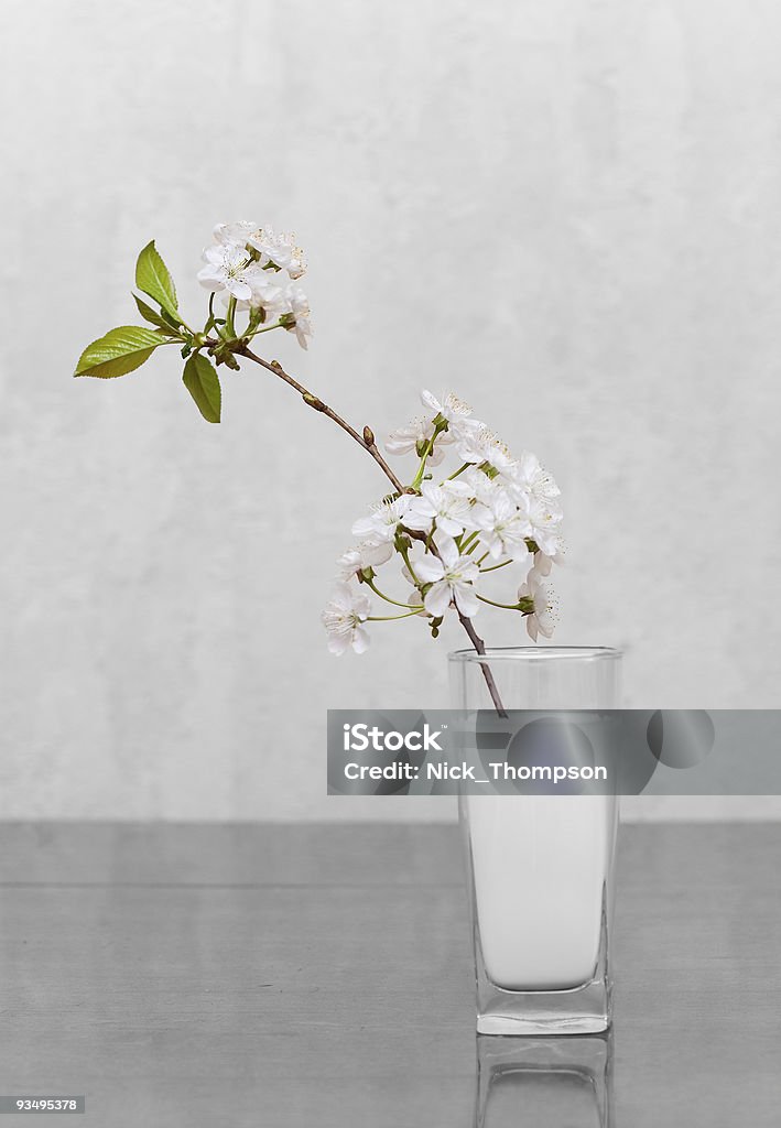 立つ桜の花のミルク - ミルクのロイヤリティフリーストックフォト