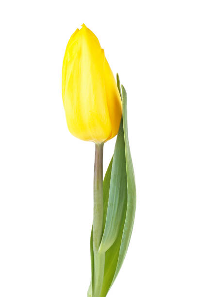 istock Yellow tulip isolated on a white background 934954988