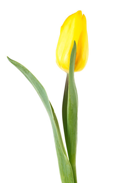 istock One yellow tulip isolated on white background 934957180