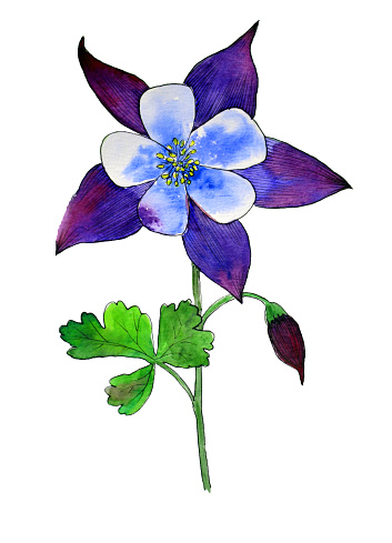 Blue Columbine watercolorwith leaf on white background