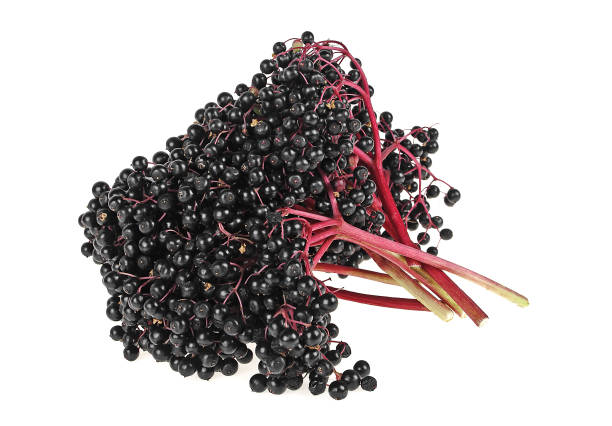 istock Elderberry branches isolated on a white background 934978798