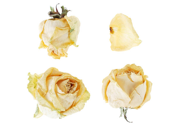 istock Dry white rosebuds isolated on white background. Collection. 934980966