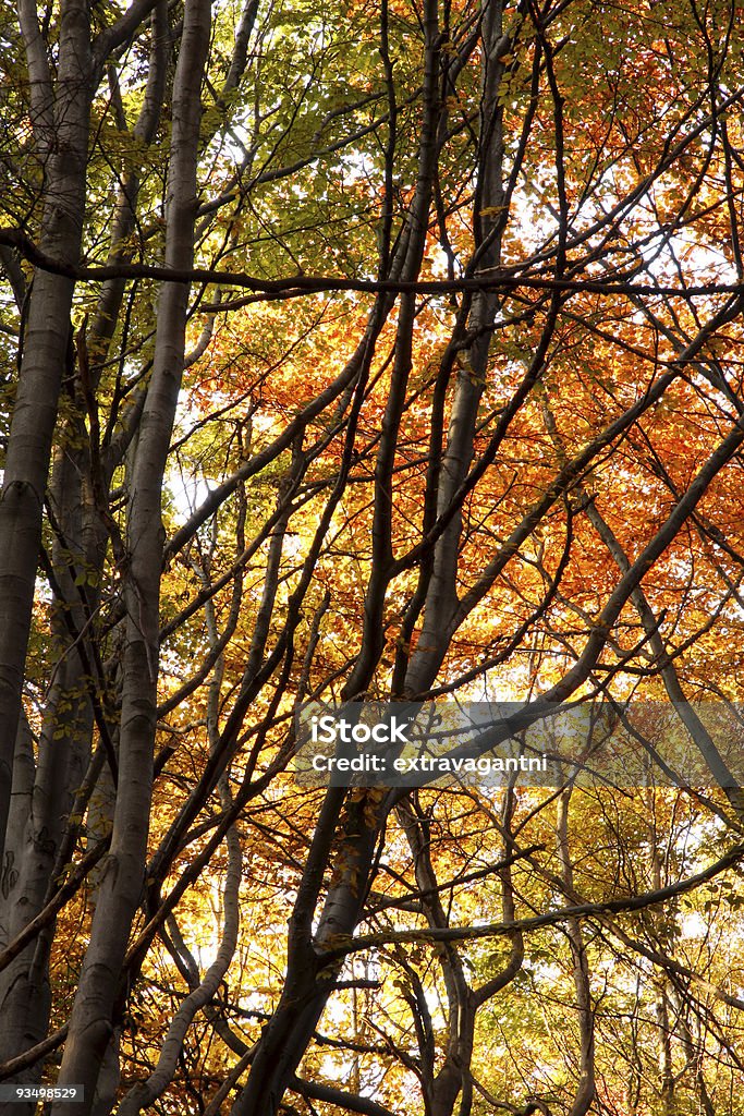 autumn forest  Autumn Stock Photo