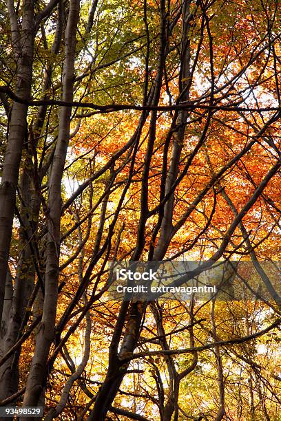 Autumn Forest Stock Photo - Download Image Now - Autumn, Botany, Branch - Plant Part