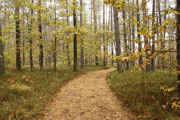 Forest in the Fog . stock photo