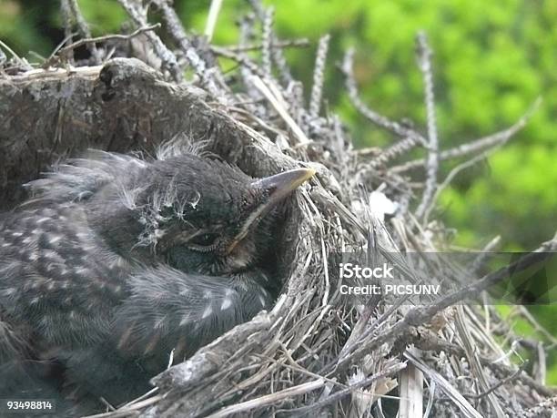 Baby Pettirosso Nel Nido - Fotografie stock e altre immagini di Abbandonato - Abbandonato, Animale, Animale appena nato