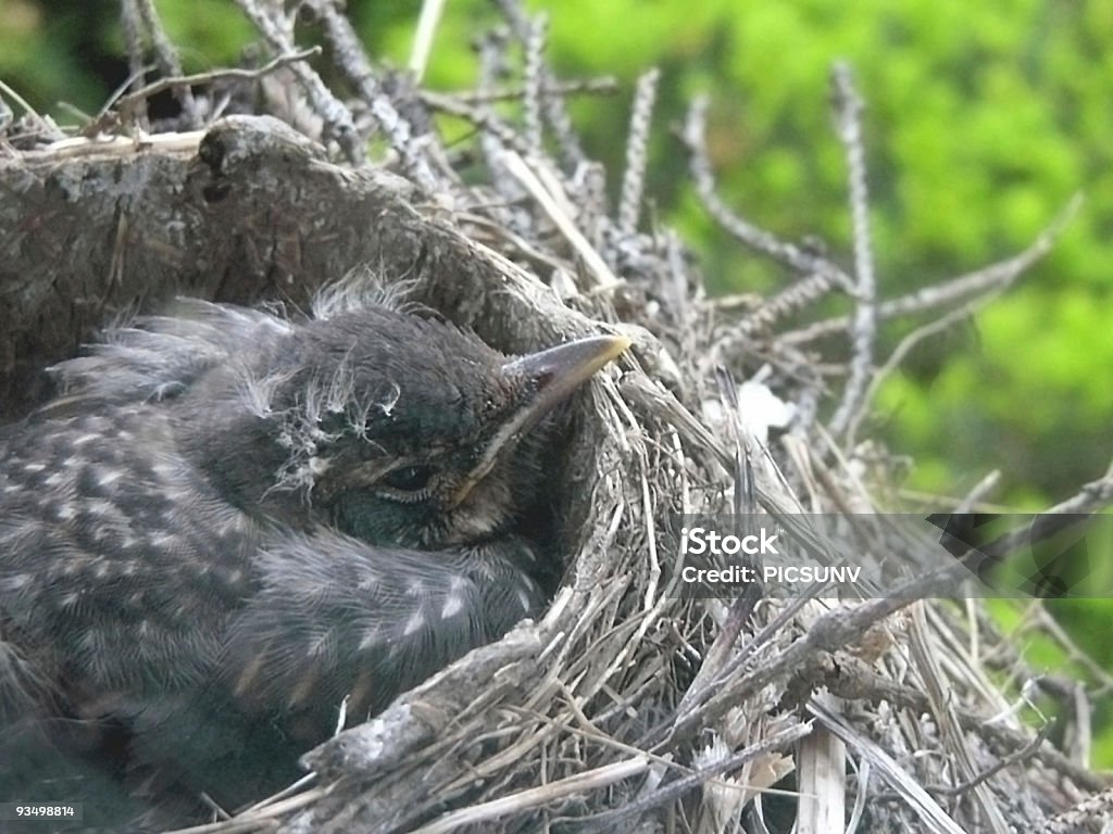 Baby Robin w gniazdo - Zbiór zdjęć royalty-free (Bez ludzi)