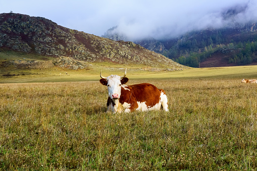 The landscape of Altai mountains with cow in a meadow, Siberia, Altai Republic, Russia.