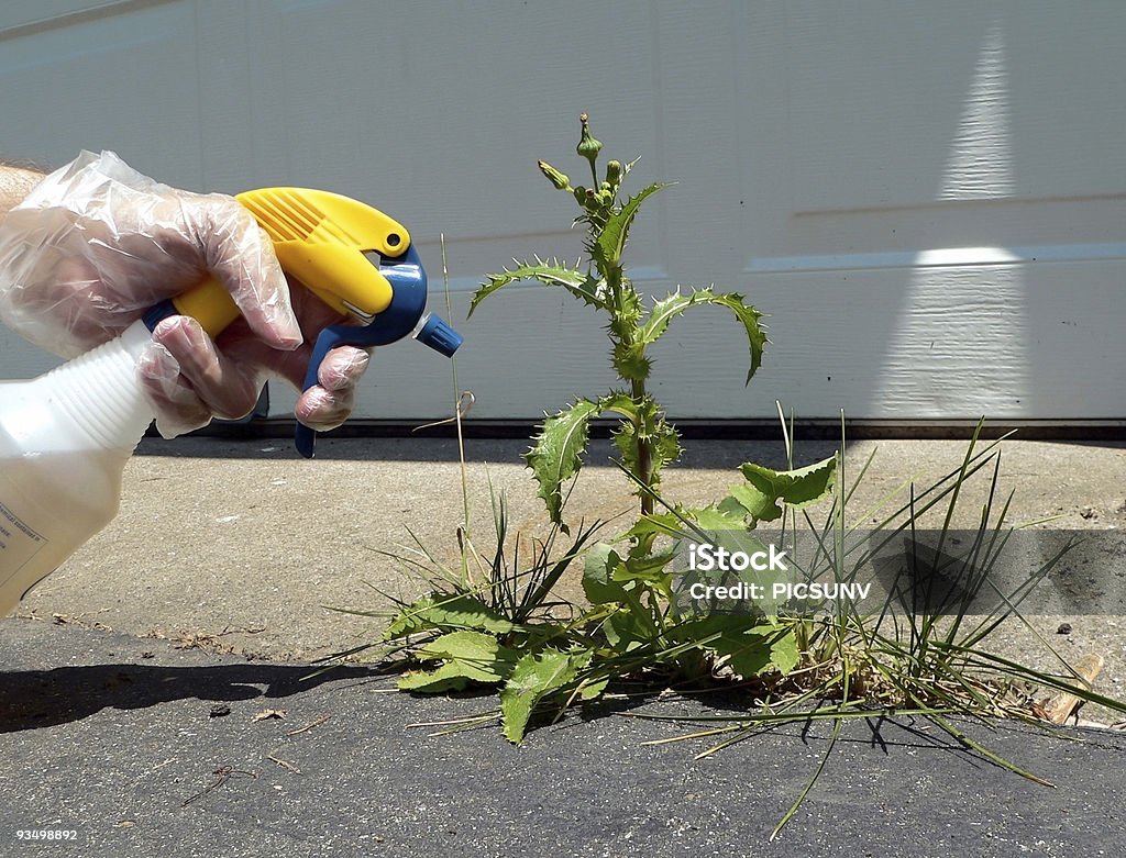 Asperger une mauvaise herbe - Photo de Herbicide libre de droits