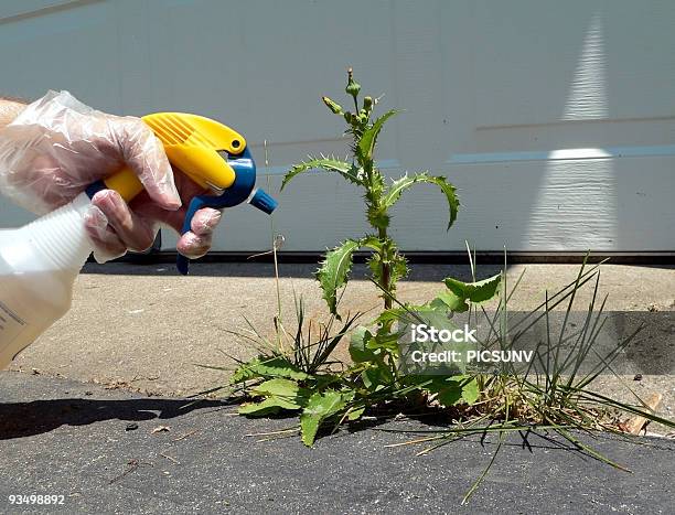 Spraying A Weed Stock Photo - Download Image Now - Herbicide, Weeding, Control