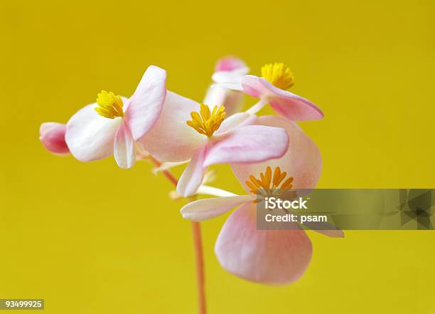 Fiore Rosa Su Giallo - Fotografie stock e altre immagini di Ambientazione tranquilla - Ambientazione tranquilla, Bellezza naturale, Bocciolo