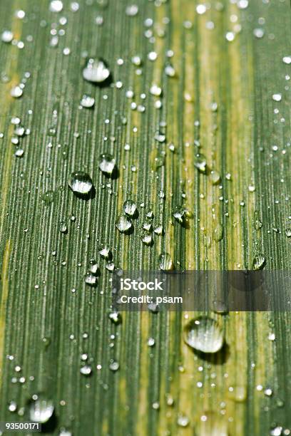 Chuva Dops Na Relva - Fotografias de stock e mais imagens de Abstrato - Abstrato, Ao Ar Livre, Beleza natural