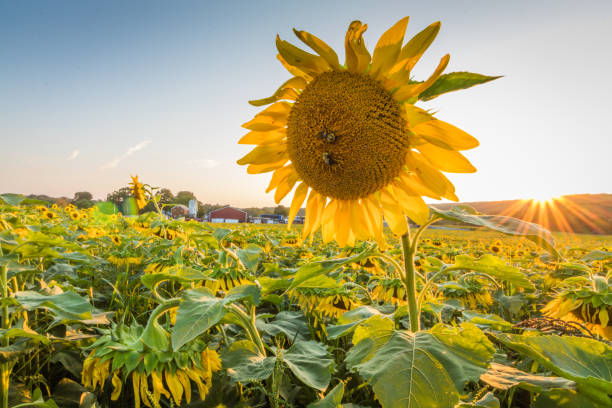 istock Sunflower field on a sunny summer afternoon as the sun sets 935008158