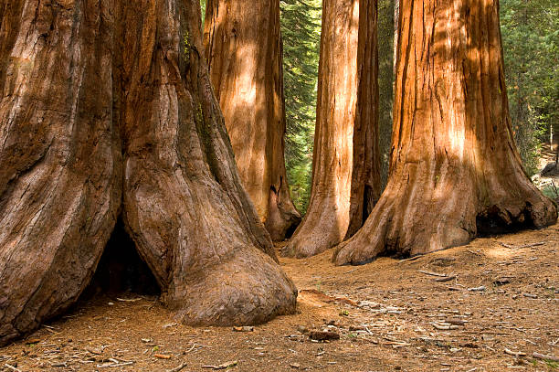 istock Redwood Trees in Mariposa Grove, Yosemite 93501044