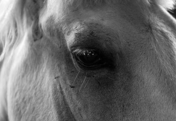 istock Portrait of a Horse 935028534