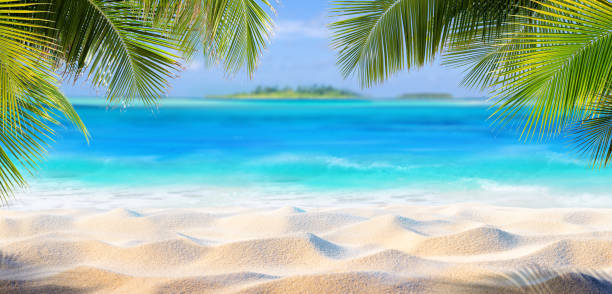 sabbia tropicale con foglie di palma e paradise island - beach tropical climate island palm tree foto e immagini stock