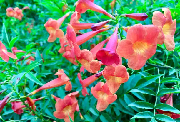 Campsis × tagliabuana - Madame Galen Trumpet Creeper Flower as JPG File