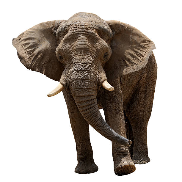 istock Close up of an elephant walking 93502928