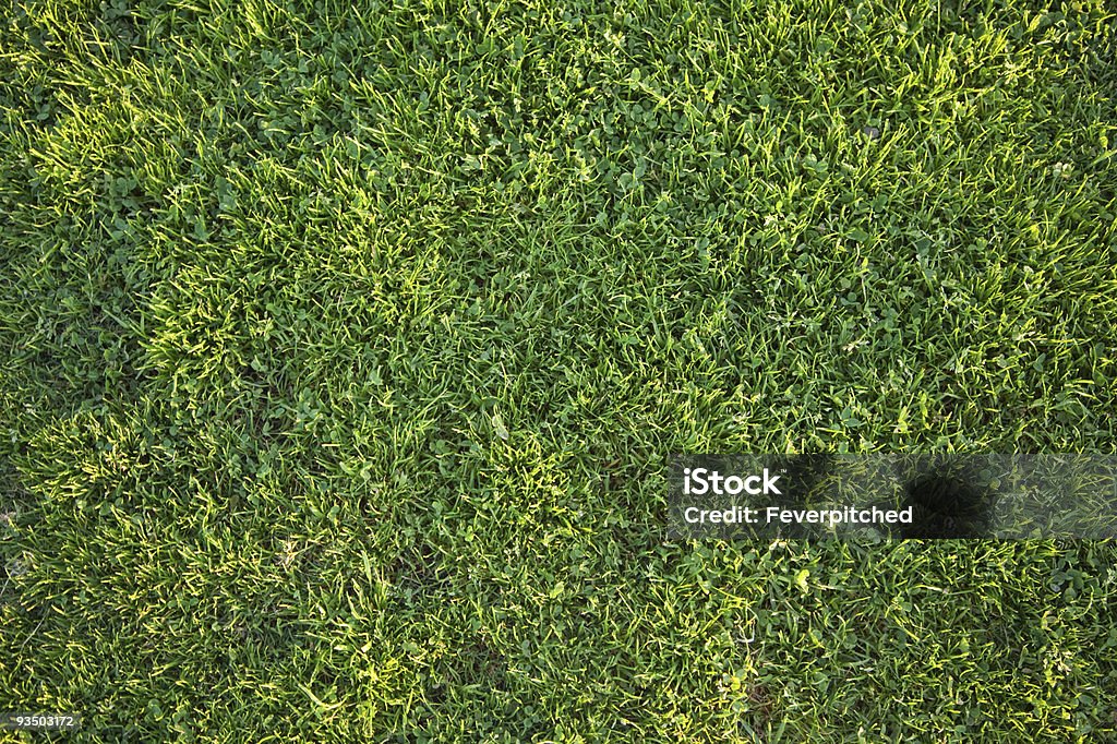 Красивая зеленая трава фон текстура - Стоковые фото Без людей роялти-фри