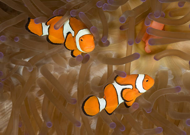 istock Anemone fish pair in Papua New Guinea 93503241