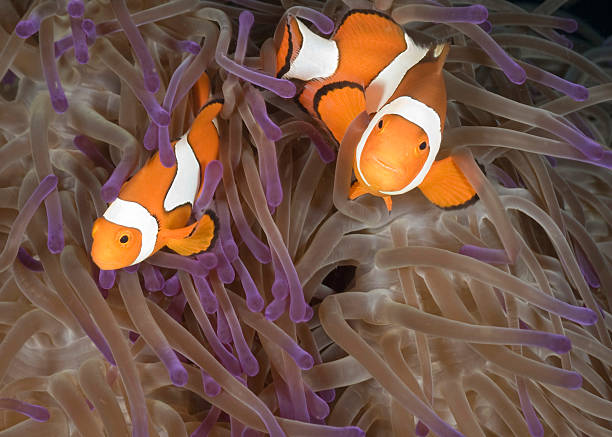 istock Clown fish in purple anemone South Pacific 93503242