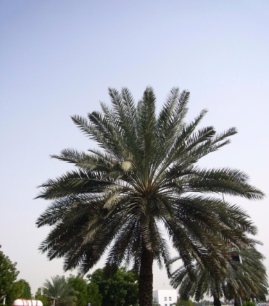 Palm trees are growing, towering above the bushes, the bushes are neatly trimmed, the weather is sunny