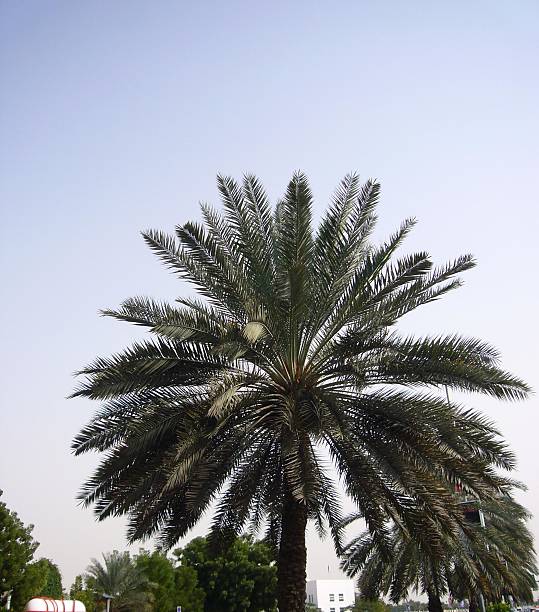 palm tree stock photo