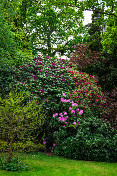 istock Late Spring with Green Trees and Blooming Rhododendrons 935034840
