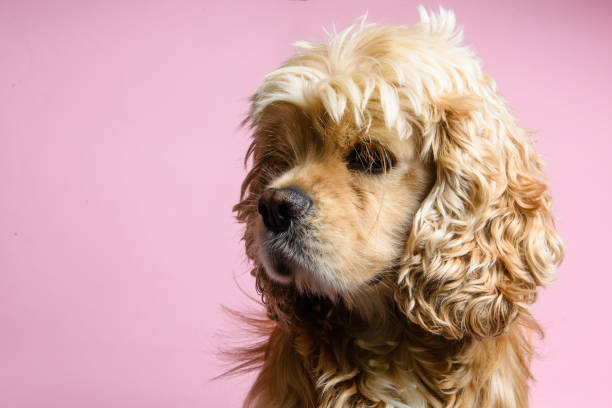 zbliżenie cocker spaniel na różowym tle - vertical studio shot indoors pink zdjęcia i obrazy z banku zdjęć