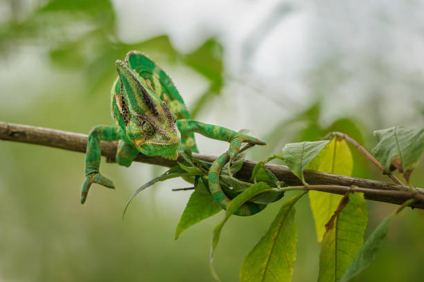 istock Closeup colorful chameleon in action position 935035224